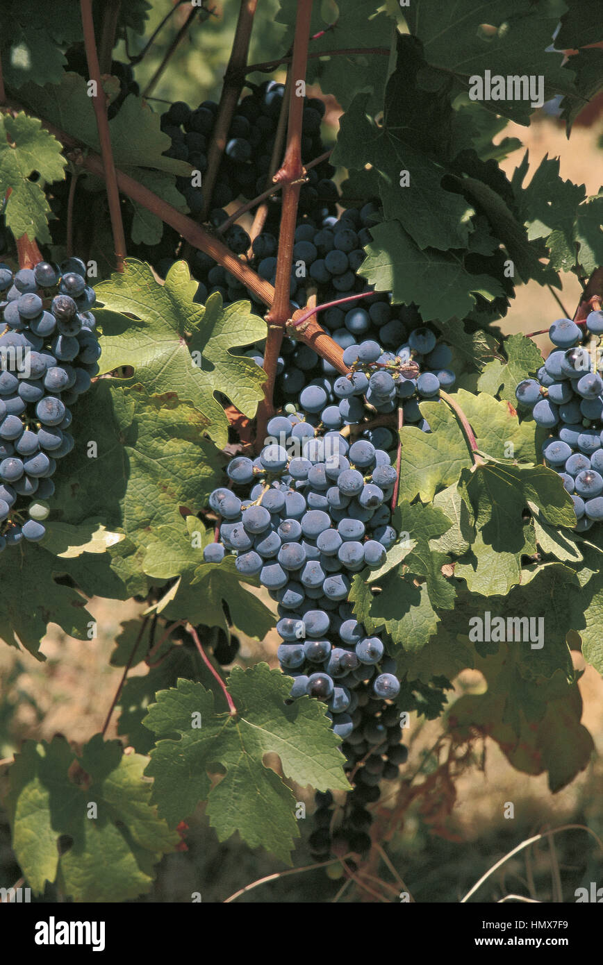 Italia - Regione Lombardia - Franciacorta - un grappolo di uva Pinot nero' Foto Stock