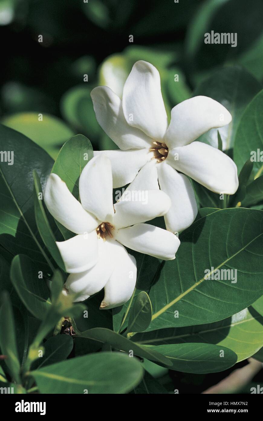 Botanica - Rubiaceae - Tiarè o Tahitian gardenia (Gardenia tahitensis) - Polinesia francese. Foto Stock