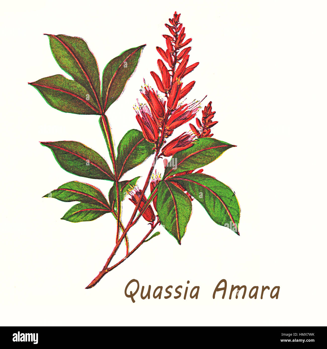 Vintage illustrazione di Quassia amara, un arbusto con luminosi fiori di colore rosso utilizzato come insetticida, nella medicina tradizionale e come additivo nell'industria alimentare per il suo sapore amaro. Foto Stock