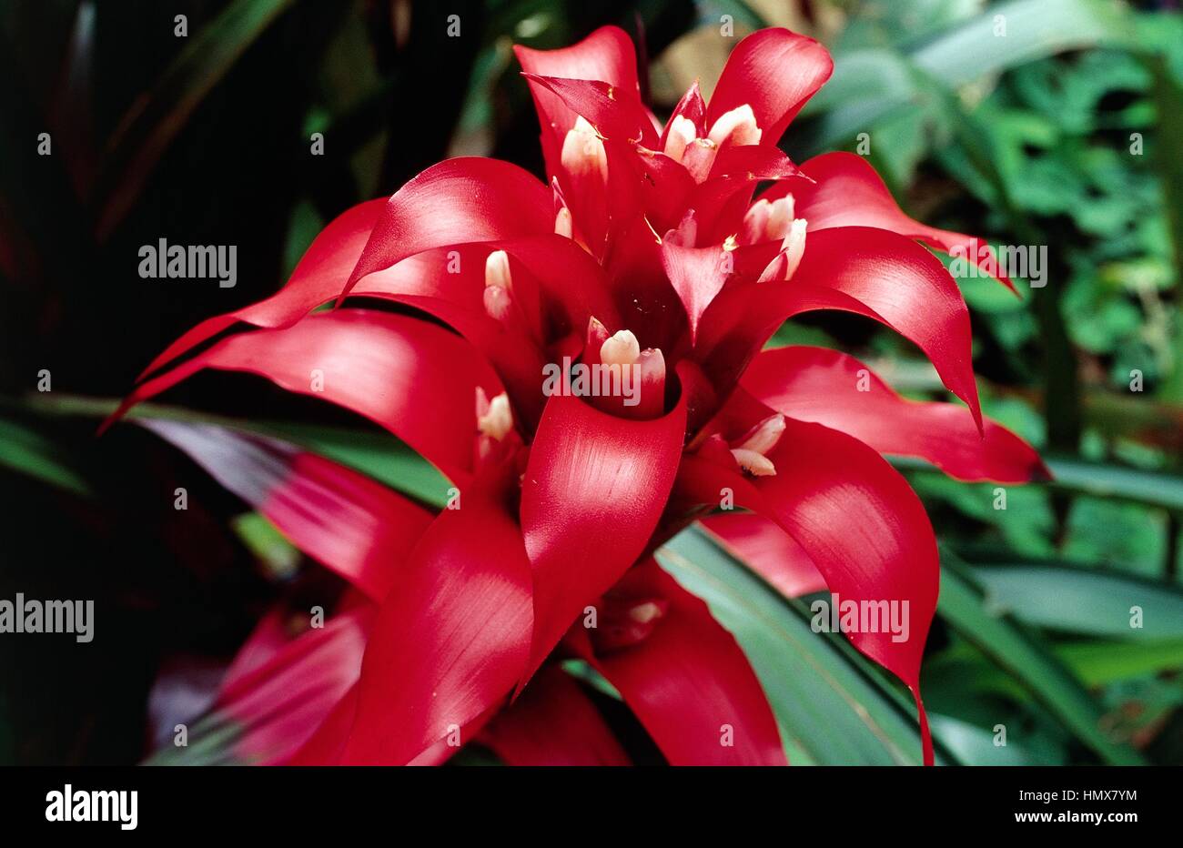 Scarlet star immagini e fotografie stock ad alta risoluzione - Alamy