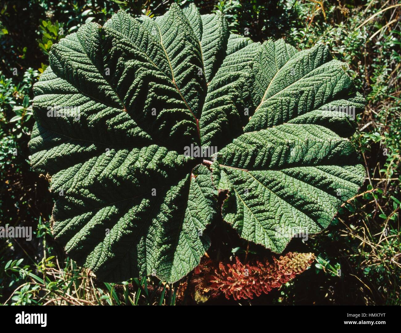 Uomo povero (Ombrello Gunnera insignis), Gunneraceae, Costa Rica. Foto Stock