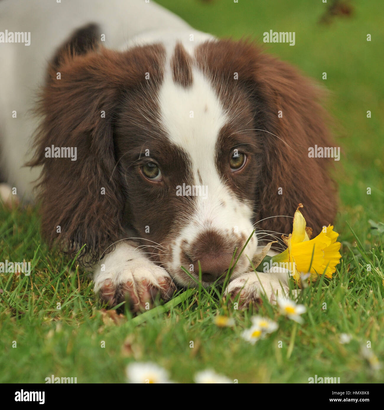 English Springer spaniel Foto Stock