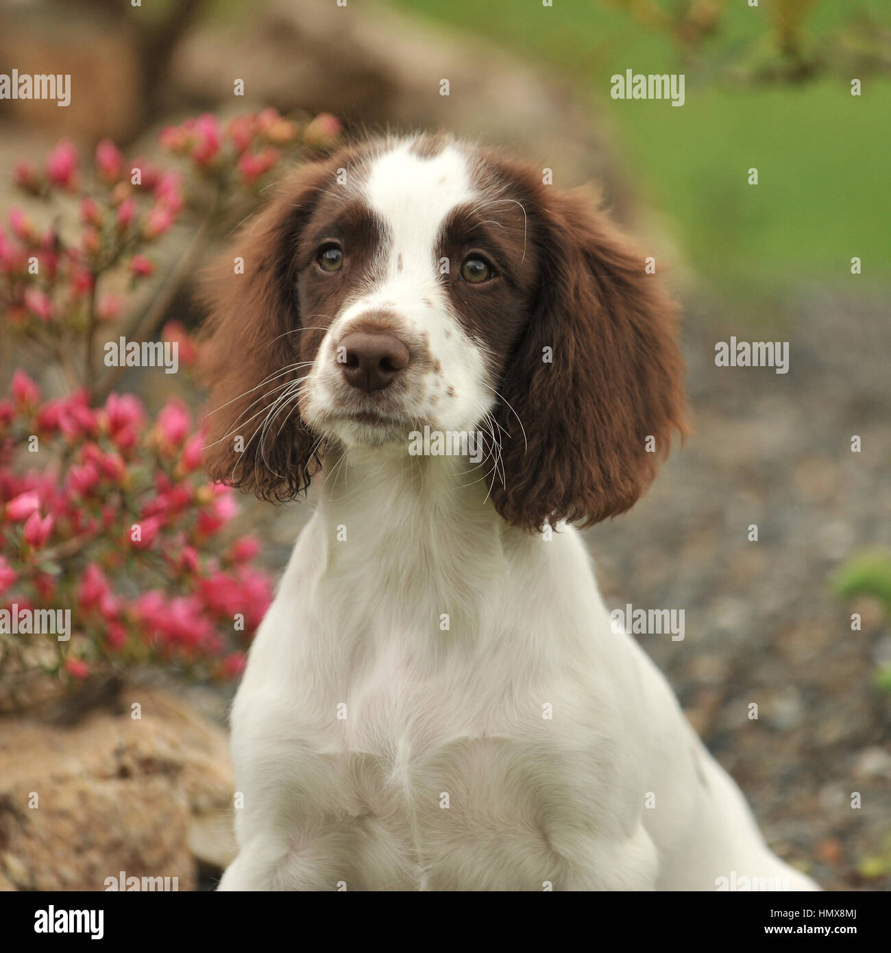 English Springer spaniel Foto Stock