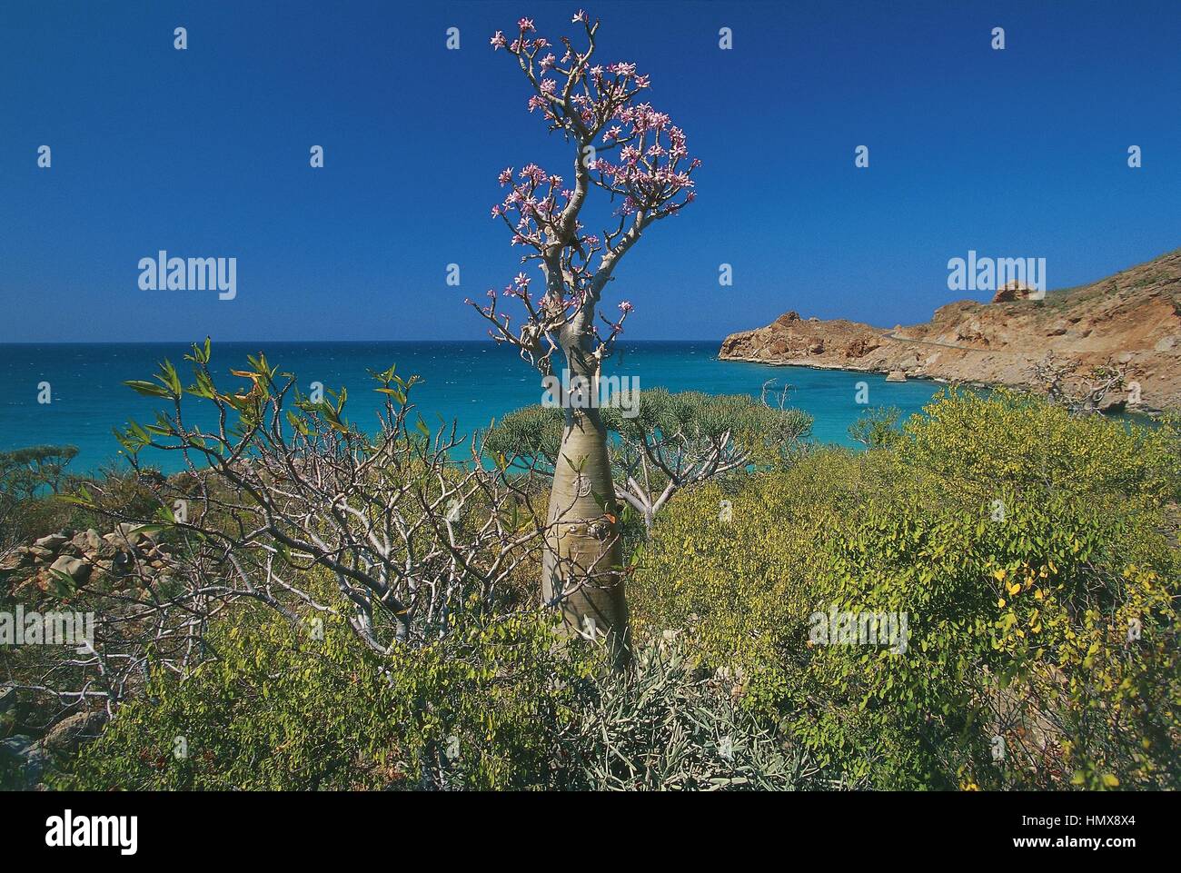 Yemen e Socotra Island (Patrimonio Mondiale UNESCO, 2008), nei pressi di Hadibu, desert rose (Adenium obesum socotranum subsp), la vegetazione endemica e Mare Arabico Foto Stock