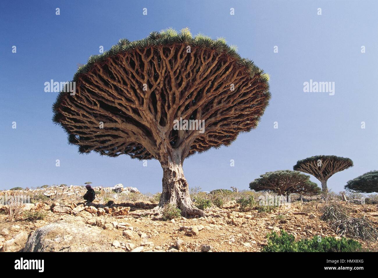 Yemen e Socotra Island (Patrimonio Mondiale UNESCO, 2008), montagne Haggier e Socotra Dragon Tree (Dracaena cinnabari), la vegetazione endemica Foto Stock