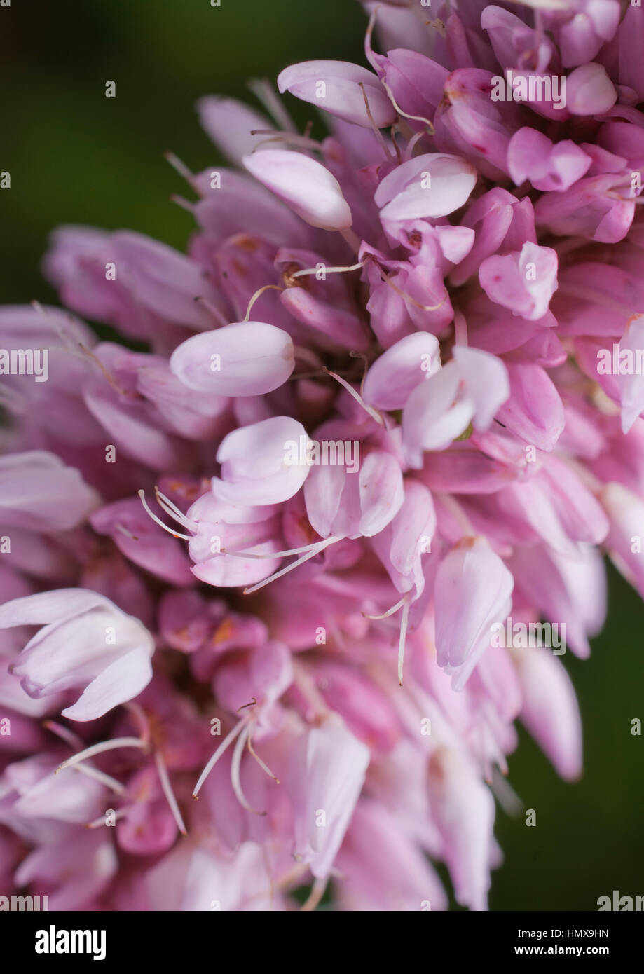 Fiore in piena fioritura di attrarre gli insetti per assistere nell'impollinazione. Foto Stock