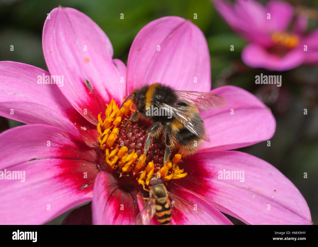 Insetti raccogliendo il nettare dai fiori che sono attratti dal loro colori luminosi, allo stesso tempo impollinare i fiori. Foto Stock