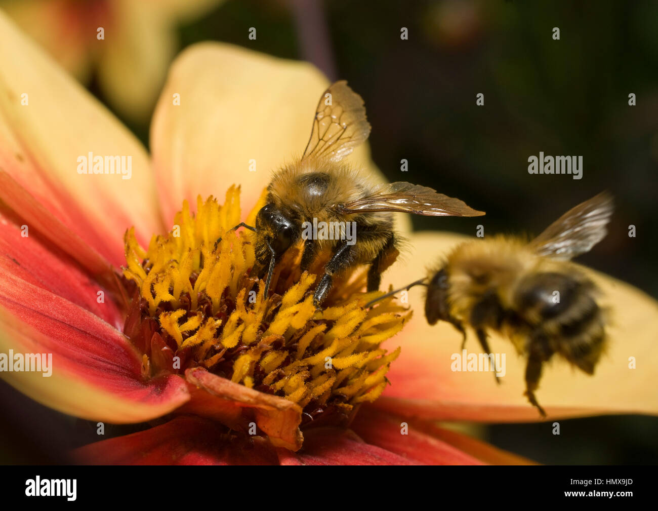 Insetti raccogliendo il nettare dai fiori che sono attratti dal loro colori luminosi, allo stesso tempo impollinare i fiori. Foto Stock