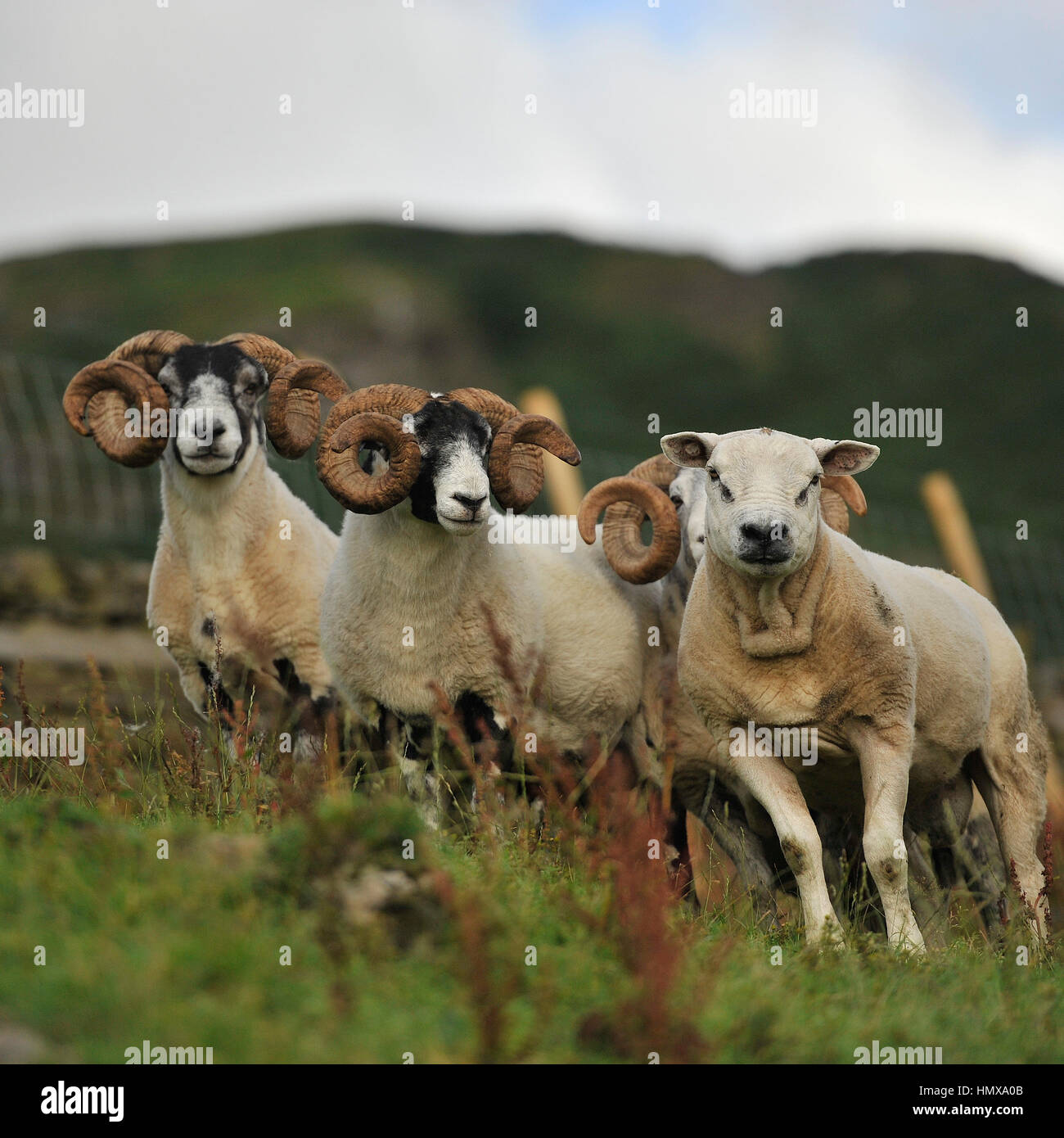 pecore Foto Stock