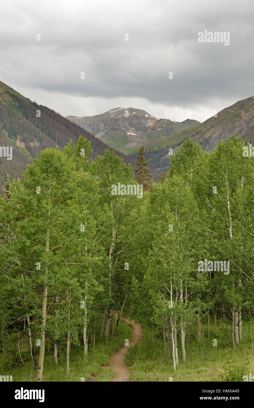 Il sentiero in un aspen tree copse nelle montagne di San Juan di Colorado Foto Stock