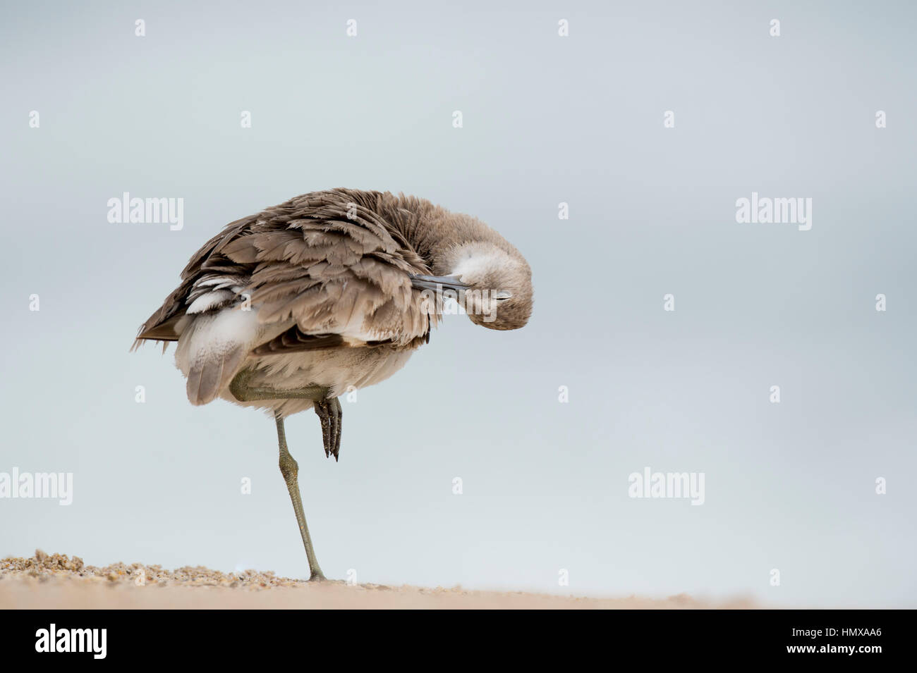 Un Willet preens e pulisce le sue piume con il suo occhio chiuso mentre in piedi su una gamba in morbida luce a sopraggitto. Foto Stock