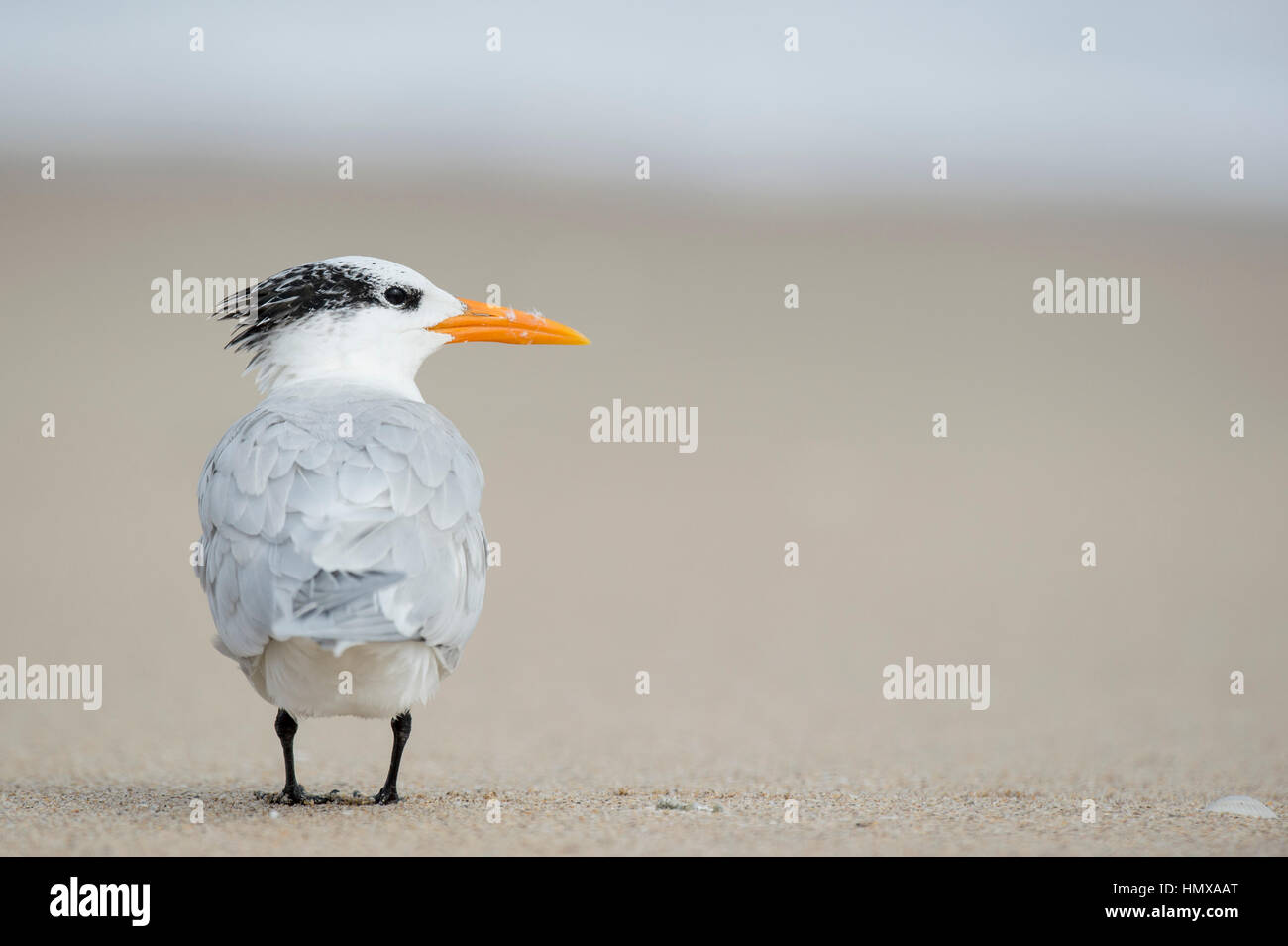 Un bel Royal Tern sorge su una spiaggia di sabbia che mostra la sua impressionante bolletta Orange con un minuscolo shell sul terreno. Foto Stock