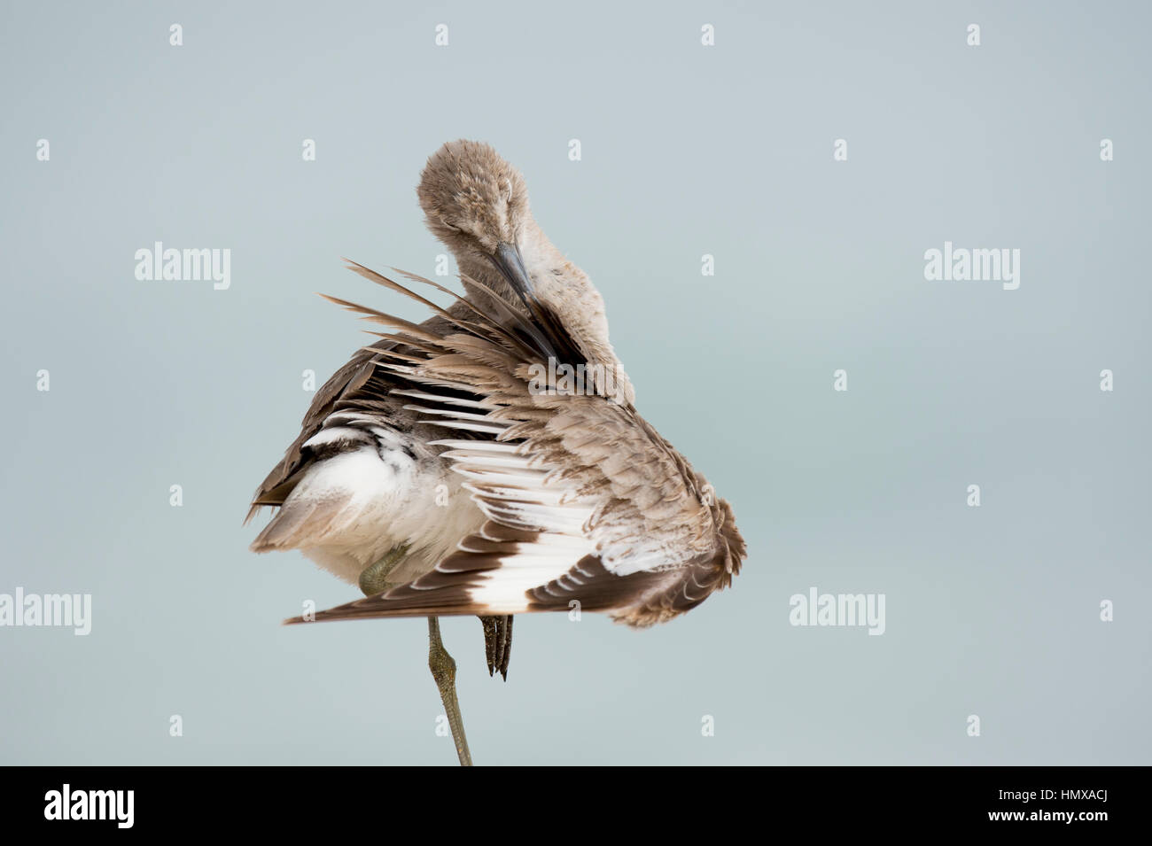 Un Willet preens la sua ala la pulizia le sue piume mentre in piedi su una gamba in morbida luce a sopraggitto. Foto Stock