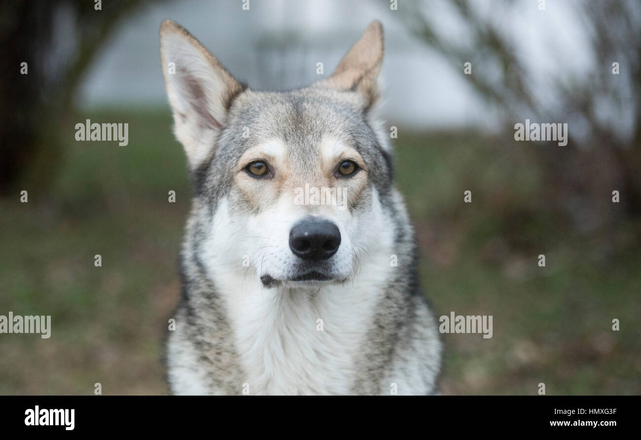 Saarloos wolfdog Elsa si siede su un campo vicino Sehnde, Germania, 10 gennaio 2017. Domsticated wolfdogs sono spesso scambiate per i lupi in Bassa Sassonia. Alcuni avvistamenti di lupo si è rivelata sono stati avvistamenti di wolfdogs. Foto: Julian Stratenschulte/dpa Foto Stock