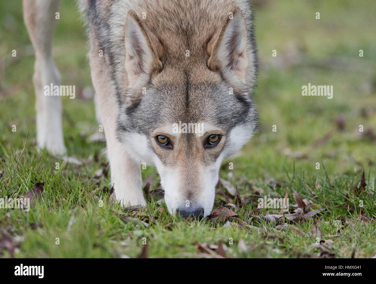 Saarloos wolfdog Elsa gioca su un campo nei pressi di Sehnde, Germania, 10 gennaio 2017. Domsticated wolfdogs sono spesso scambiate per i lupi in Bassa Sassonia. Alcuni avvistamenti di lupo si è rivelata sono stati avvistamenti di wolfdogs. Foto: Julian Stratenschulte/dpa Foto Stock