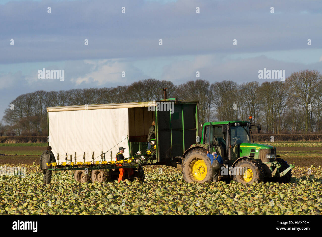 Tarleton, Lancashire. Il 7 febbraio, 2017. Regno Unito Meteo. Gli agricoltori di cavoli di prelievo per gli enti locali e nazionali di supermercati per l'ordine. Sole brillante e venti di asciugatura consente di trattori per ora di viaggi su altrimenti morbido e fangoso campo per facilitare la raccolta del prodotto. Quando i campi asciugare le prime coltivazioni di lattuga del Regno Unito saranno piantate sotto il vello alla fine le carenze segnalate. Credito: MediaWorldImages/Alamy Live News Foto Stock