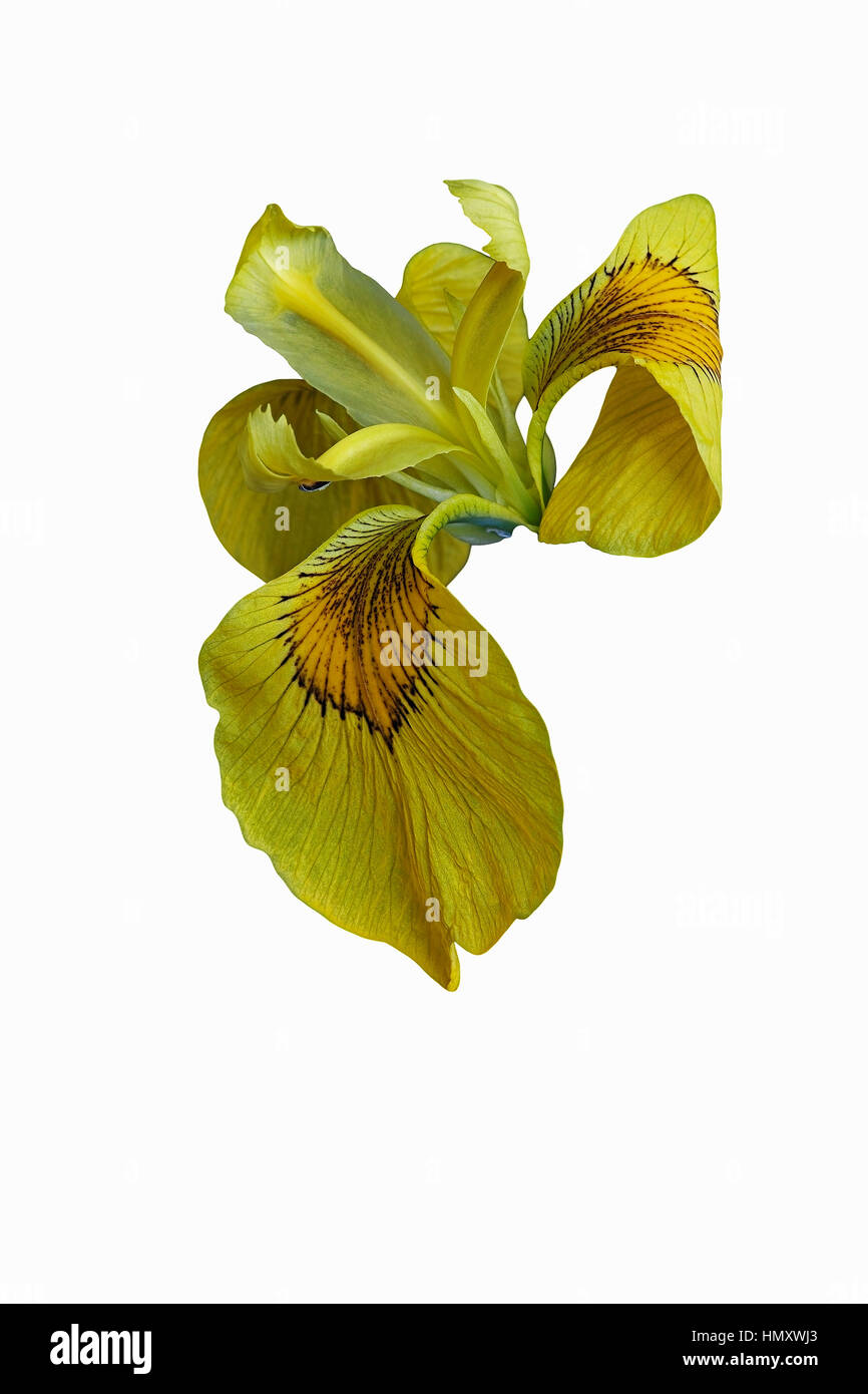 Ussuri iris (Iris maackii). Immagine del fiore isolato su sfondo bianco Foto Stock