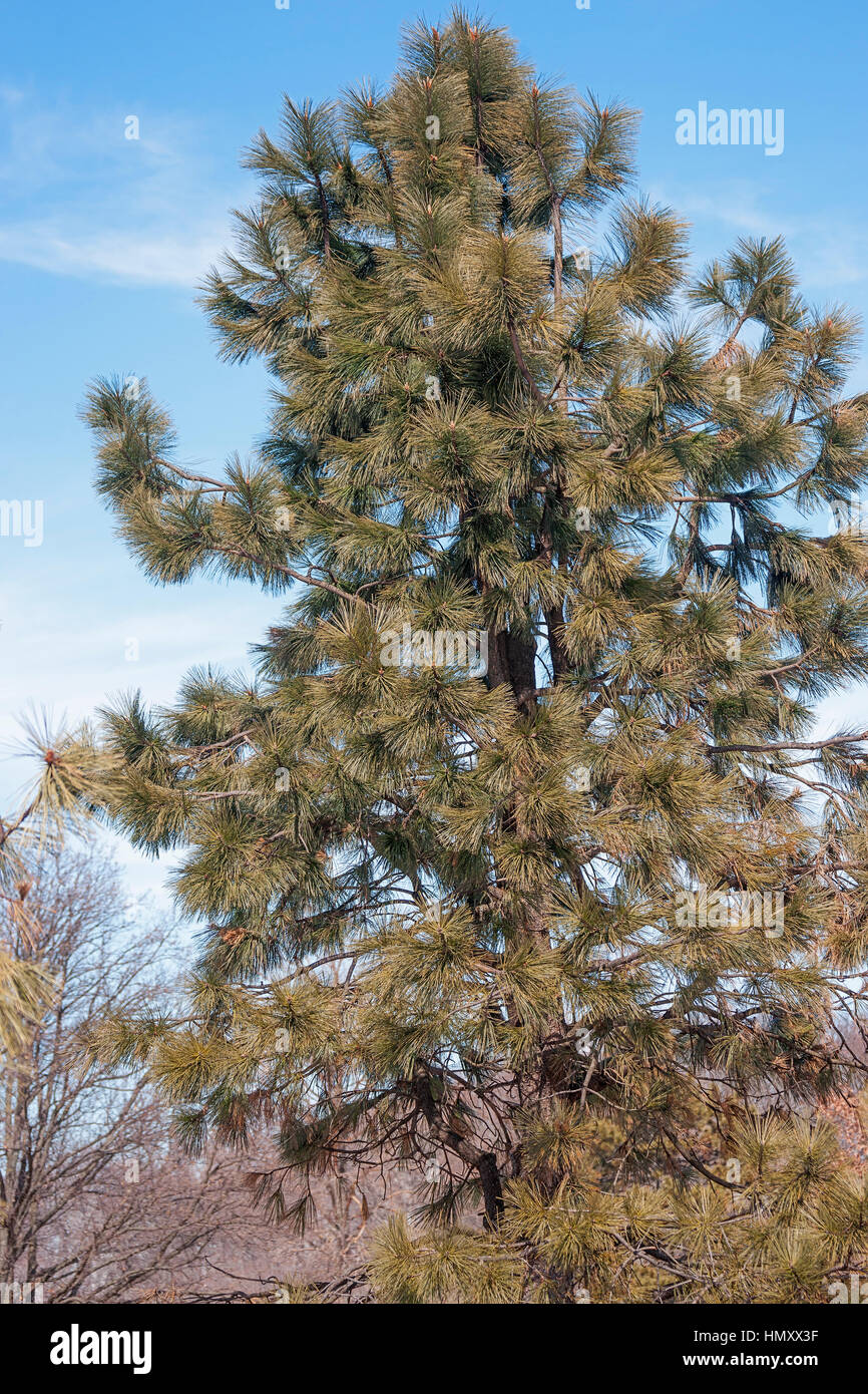 Ponderosa pine (Pinus ponderosa). Chiamato Bull Pine, Blackjack Pine e Western Yellow Pine anche Foto Stock