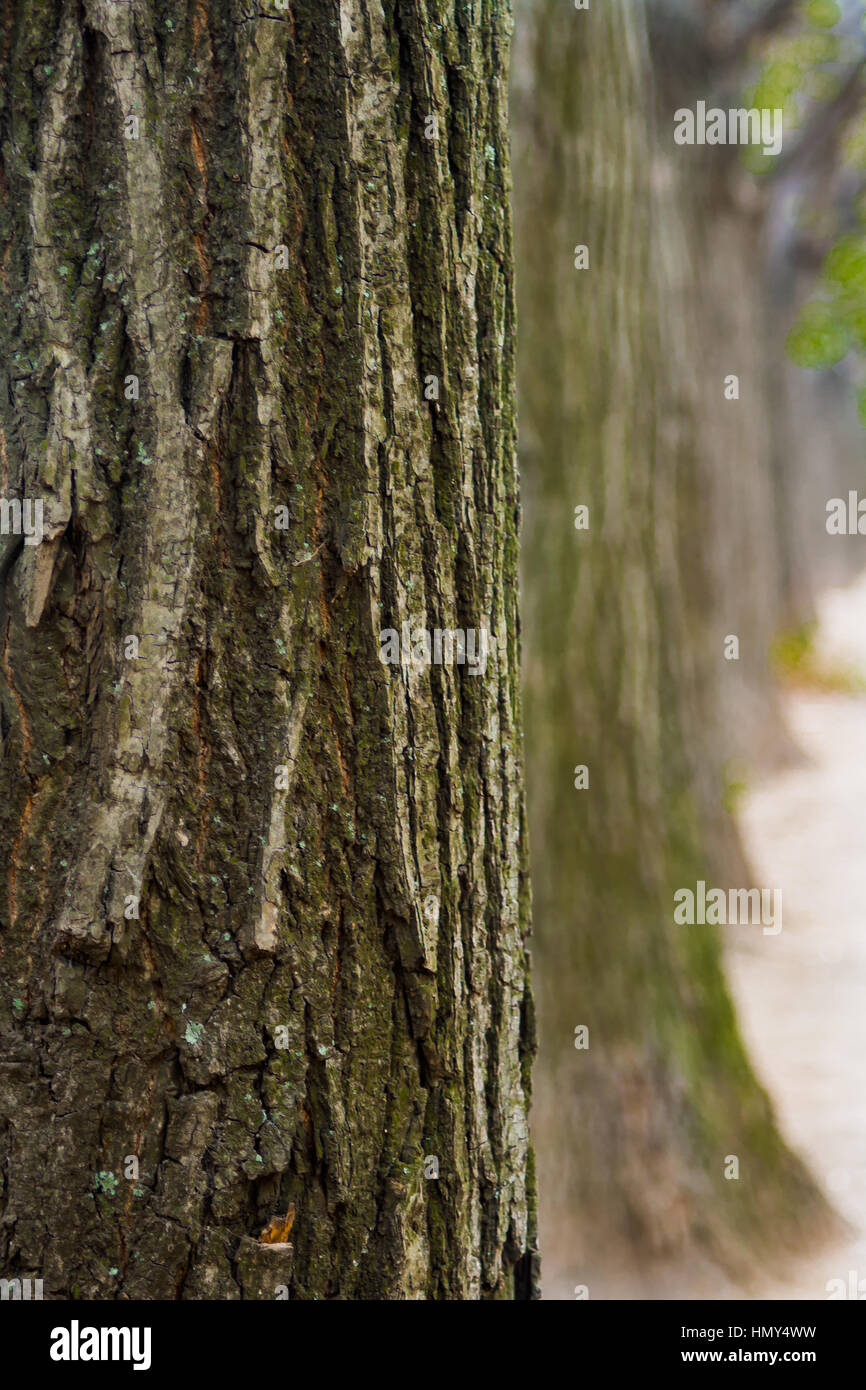 Corteccia di albero da vicino con gli alberi in background Foto Stock