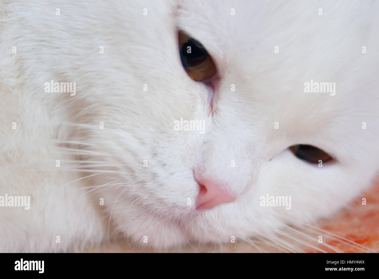 Gatto Bianco con rosa naso closeup Foto Stock