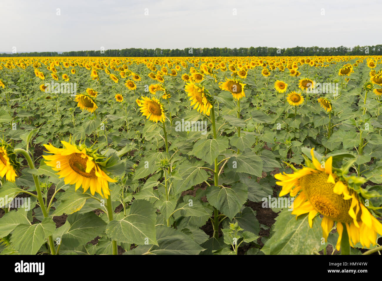 Un vasto campo seminato con il giallo dei girasoli Foto Stock