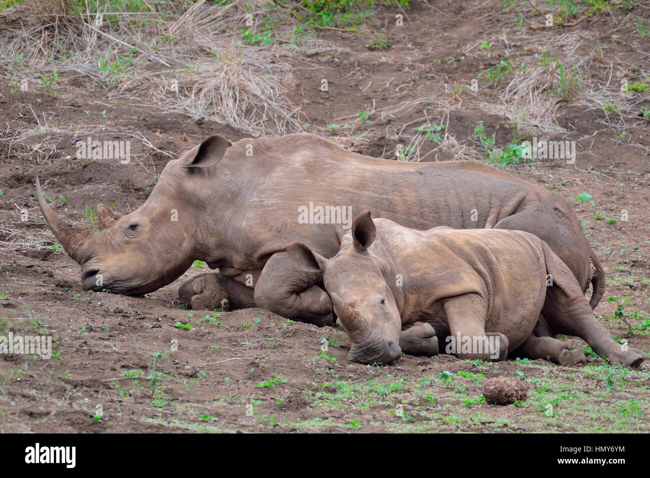 Rinoceronti Bianchi (Ceratotherium simum), madre di vitello, nelle prime ore del mattino, il Parco Nazionale Kruger, Sud Africa e Africa Foto Stock