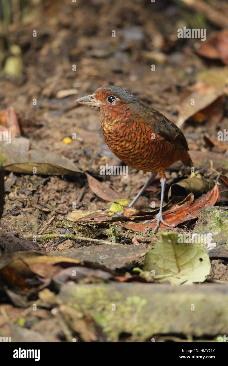 Antpitta gigante (Grallaria gigantea) - una terra rara-Dimora di uccelli il Choco cloud forest, in provincia Pichincha, Ecuador Foto Stock