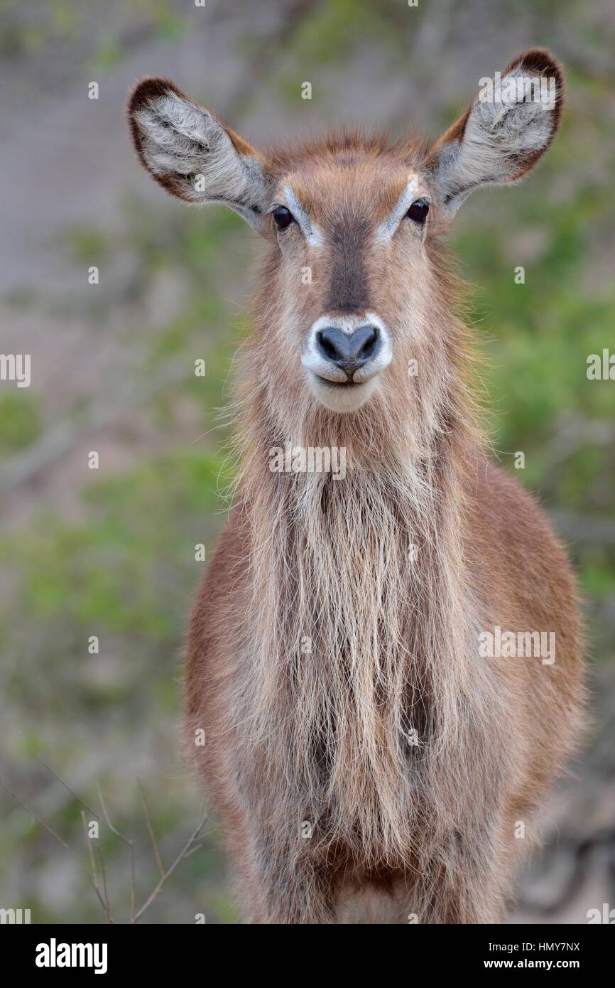 Waterbuck (Kobus ellipsiprymnus), femmina adulta, ritratto, Kruger National Park, Sud Africa e Africa Foto Stock