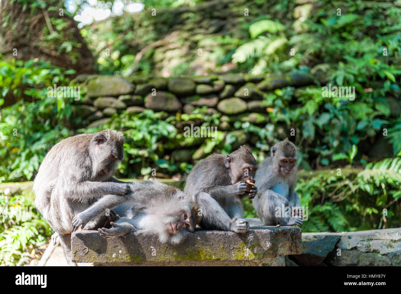 Indonesia, Bali, Balinese long-tailed macaco scimmia a Ubud Monkey Forest Foto Stock