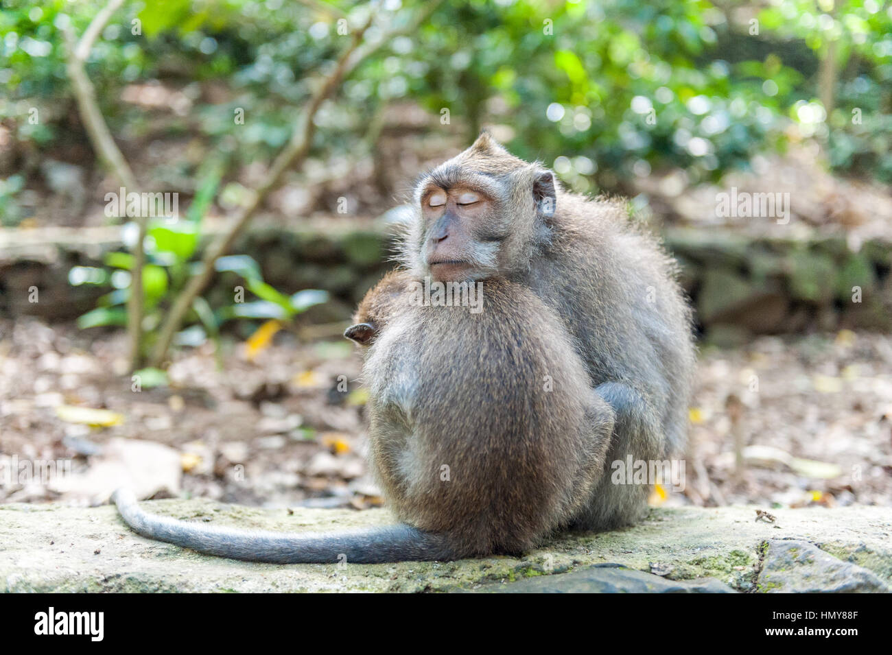 Indonesia, Bali, Balinese long-tailed macaco scimmia a Ubud Monkey Forest Foto Stock