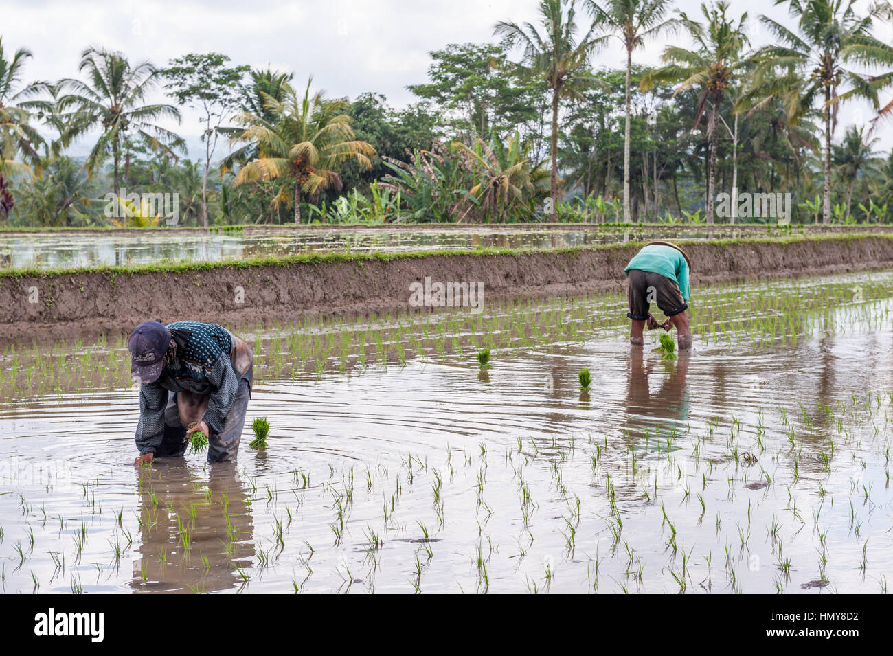 Indonesia, Bali, gli agricoltori campo di riso Foto Stock