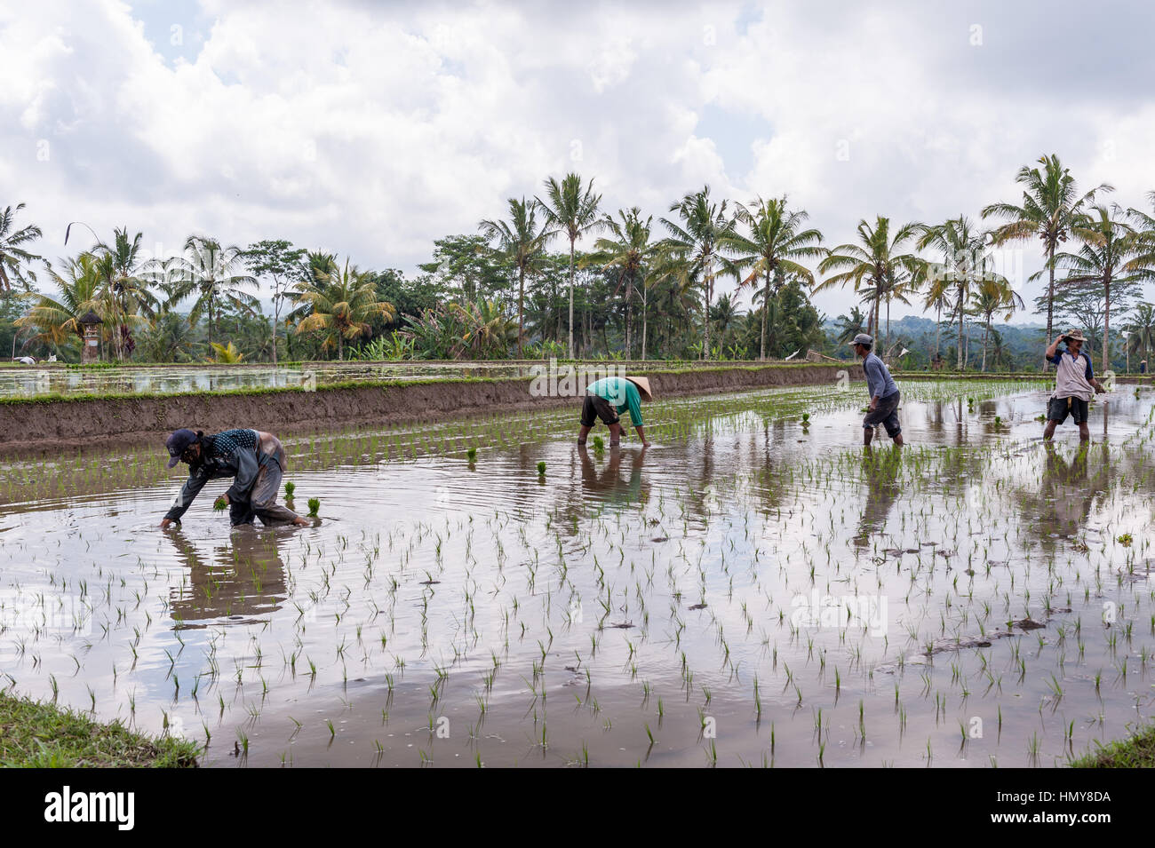 Indonesia, Bali, gli agricoltori campo di riso Foto Stock