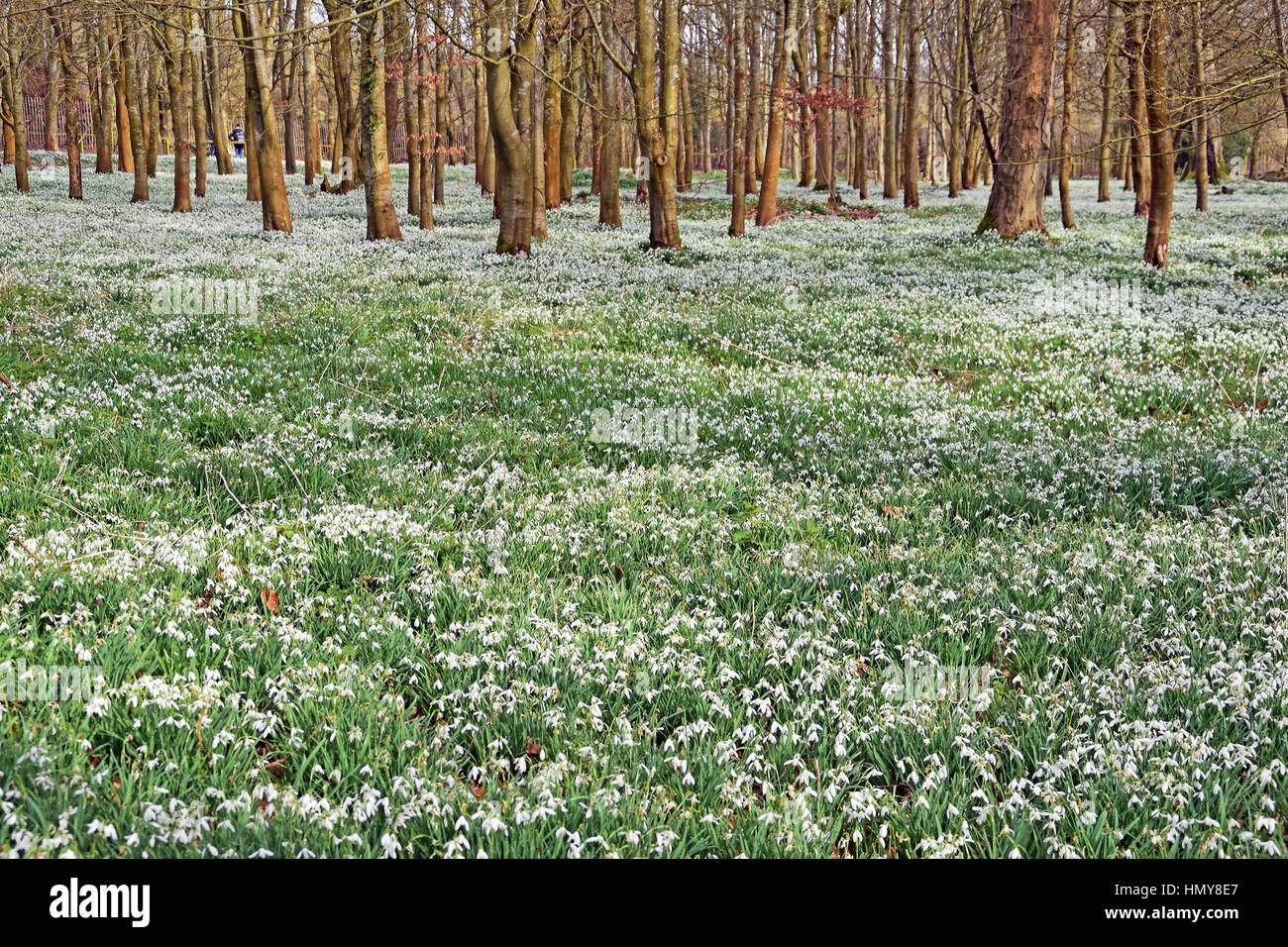 Snowdrops in boschi di faggio a Welford Park, vicino a Newbury, Inghilterra Foto Stock
