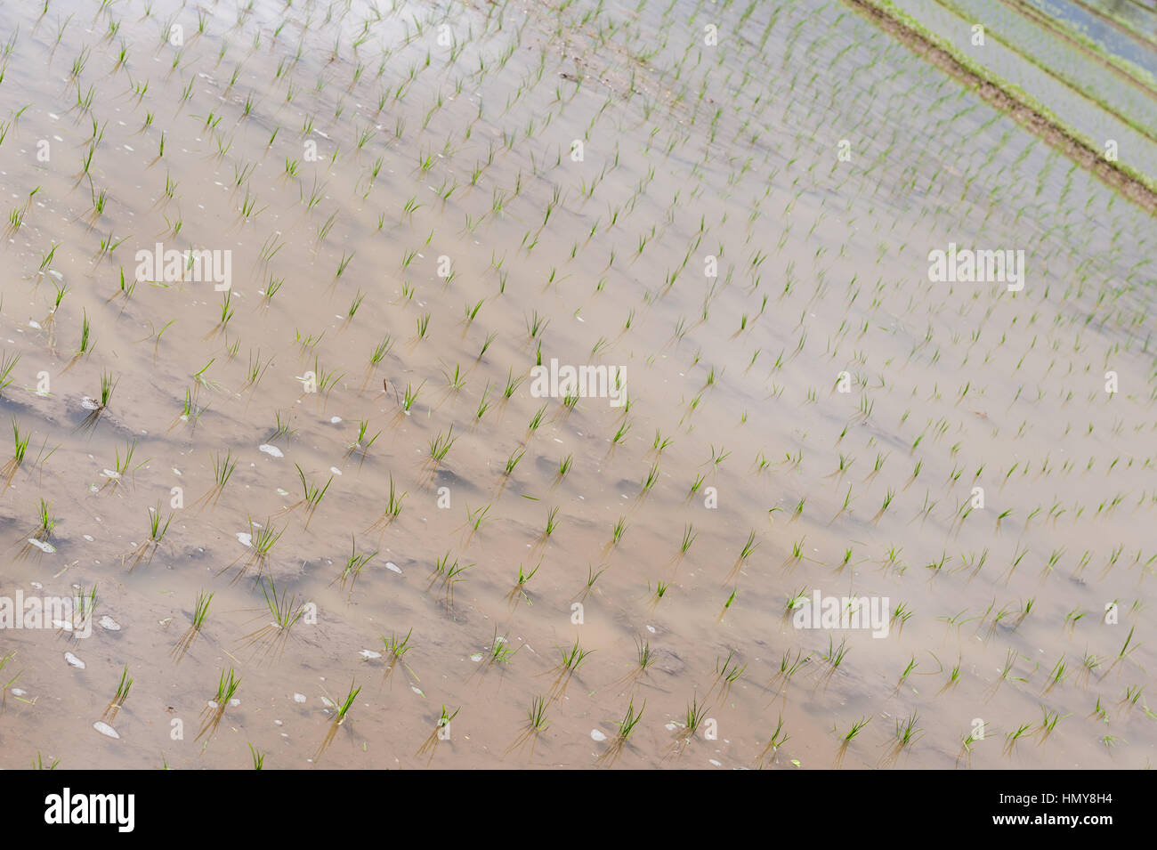 Indonesia, Bali, campo di riso Foto Stock