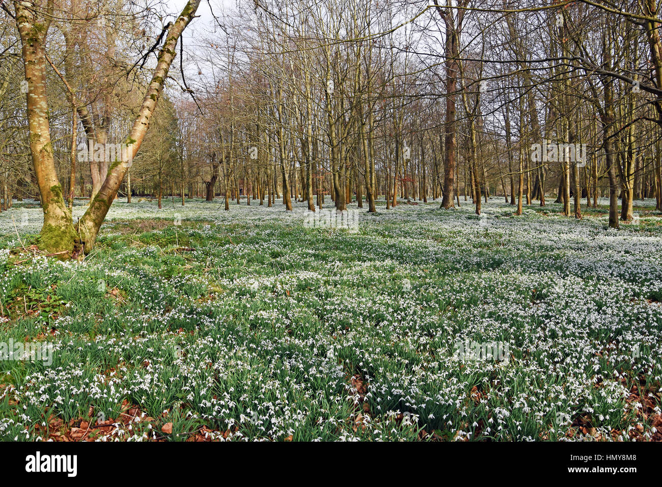 Snowdrops in boschi di faggio a Welford Park, vicino a Newbury, Inghilterra Foto Stock