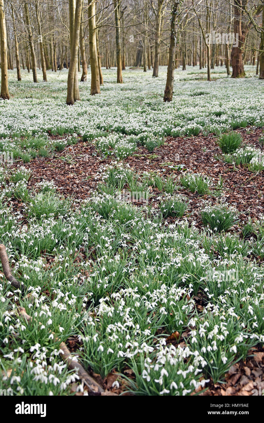 Snowdrops in boschi di faggio a Welford Park, vicino a Newbury, Inghilterra Foto Stock