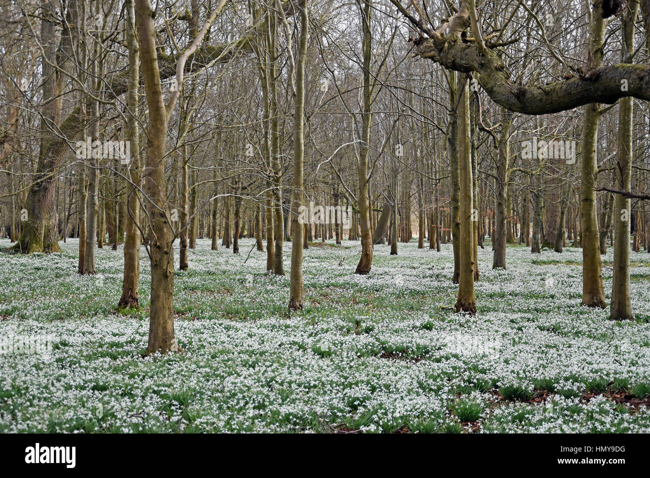Snowdrops in boschi di faggio a Welford Park, vicino a Newbury, Inghilterra Foto Stock