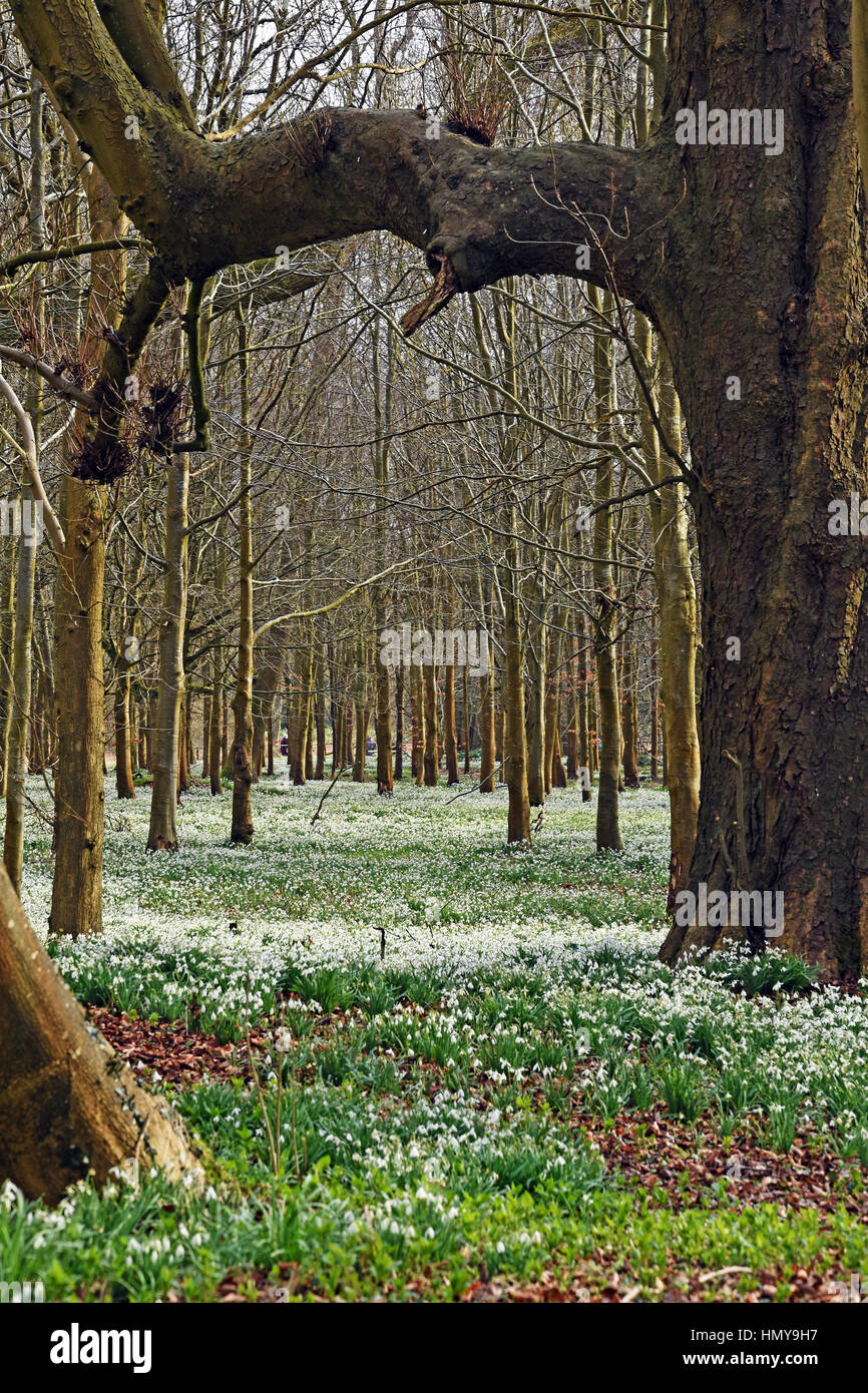 Snowdrops in boschi di faggio a Welford Park, vicino a Newbury, Inghilterra Foto Stock