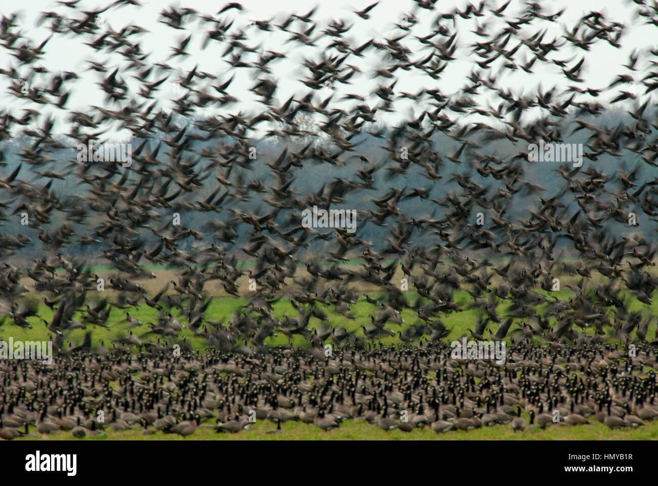 Oche del Canada (Branta canadensis) in volo, William Finley National Wildlife Refuge, Oregon Foto Stock
