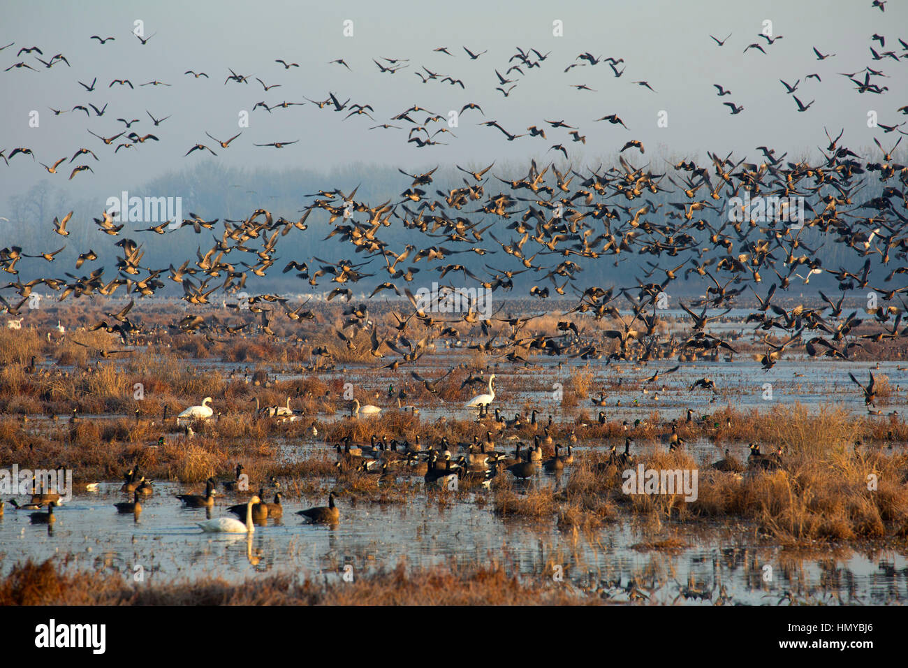 Oche del Canada (Branta canadensis) a McFadden Marsh, William Finley National Wildlife Refuge, Oregon Foto Stock