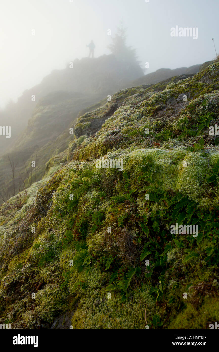 Spencer Butte vertice di nebbia, Spencer Butte Park, Eugene, Oregon Foto Stock