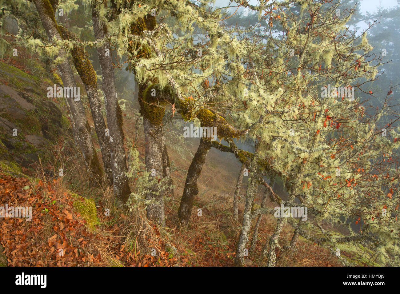 Rovere con il lichen sulla Spencer Butte Vertice sentiero principale, Spencer Butte Park, Eugene, Oregon Foto Stock