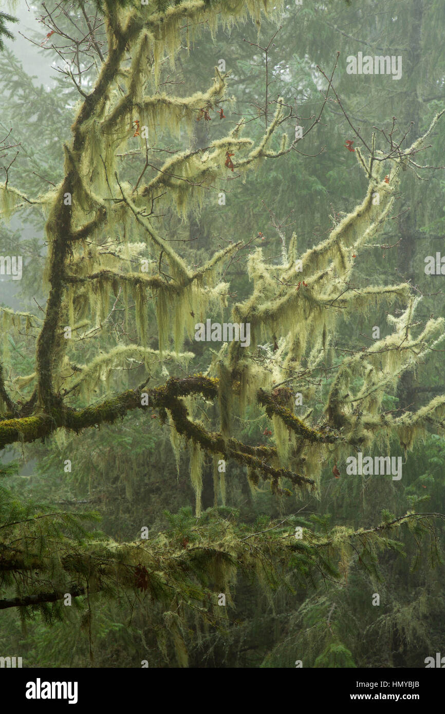 Rovere con il lichen sulla Spencer Butte Vertice sentiero principale, Spencer Butte Park, Eugene, Oregon Foto Stock