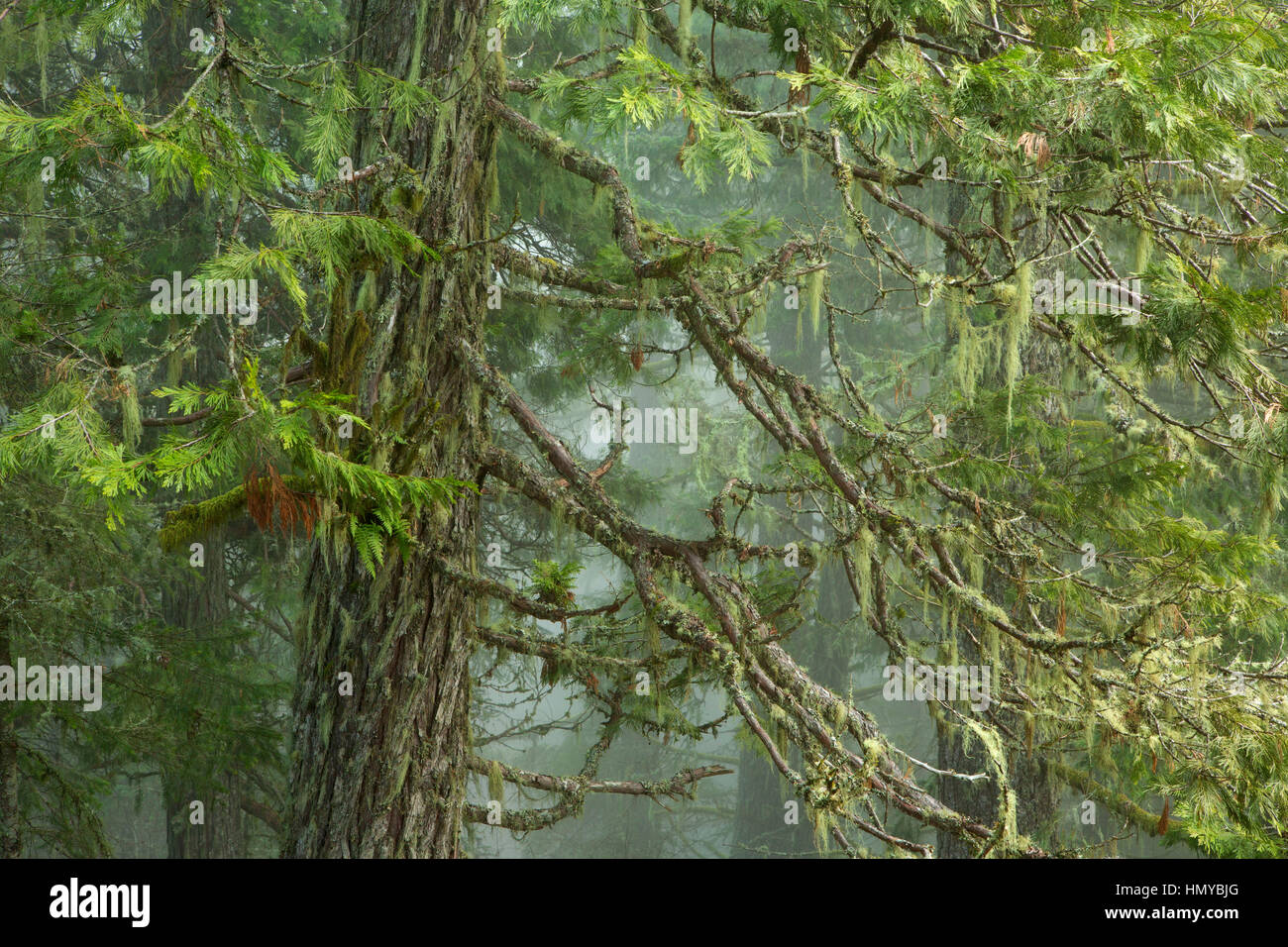 Western red cedar sulla Spencer Butte Vertice sentiero principale, Spencer Butte Park, Eugene, Oregon Foto Stock