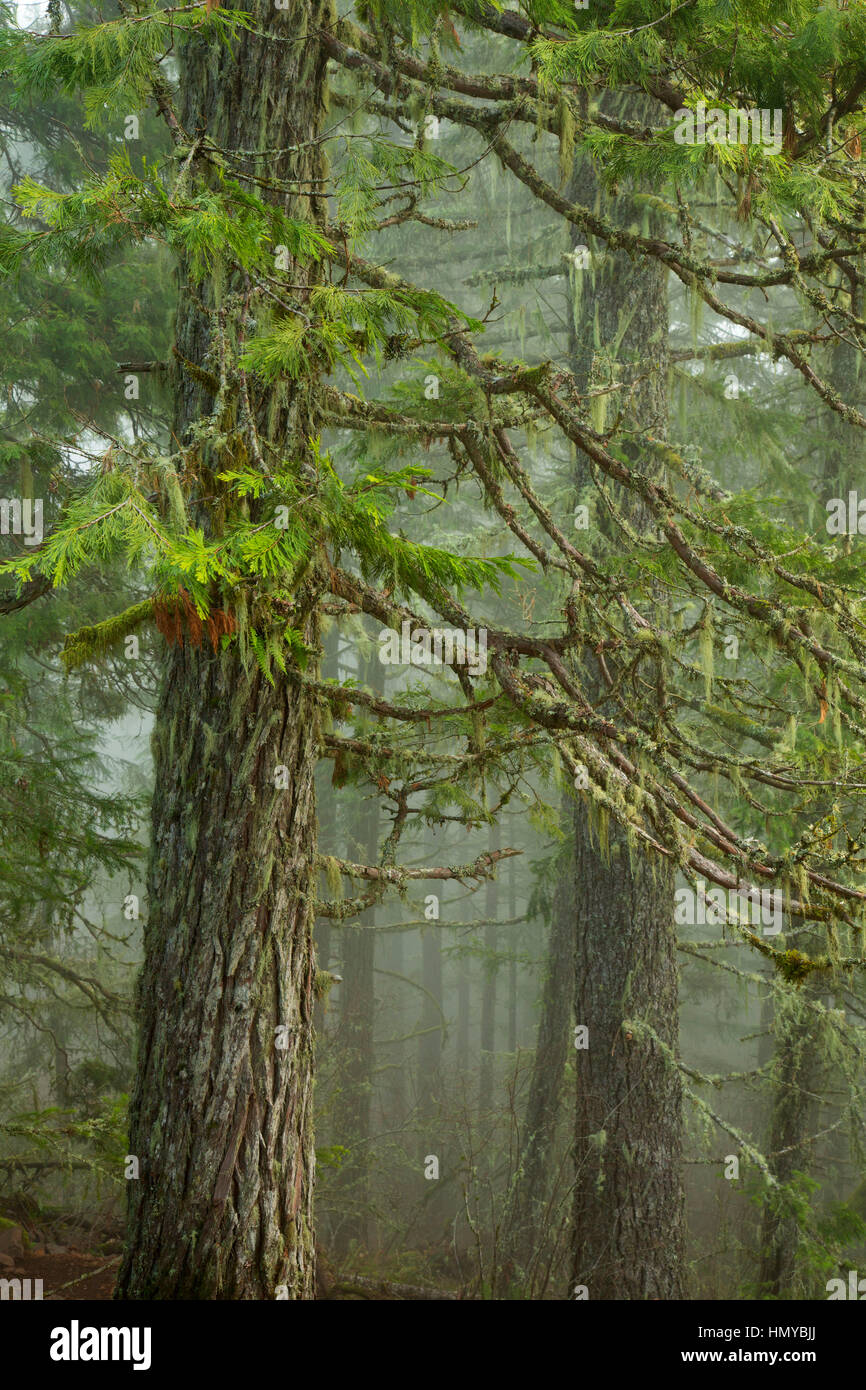 Western red cedar sulla Spencer Butte Vertice sentiero principale, Spencer Butte Park, Eugene, Oregon Foto Stock
