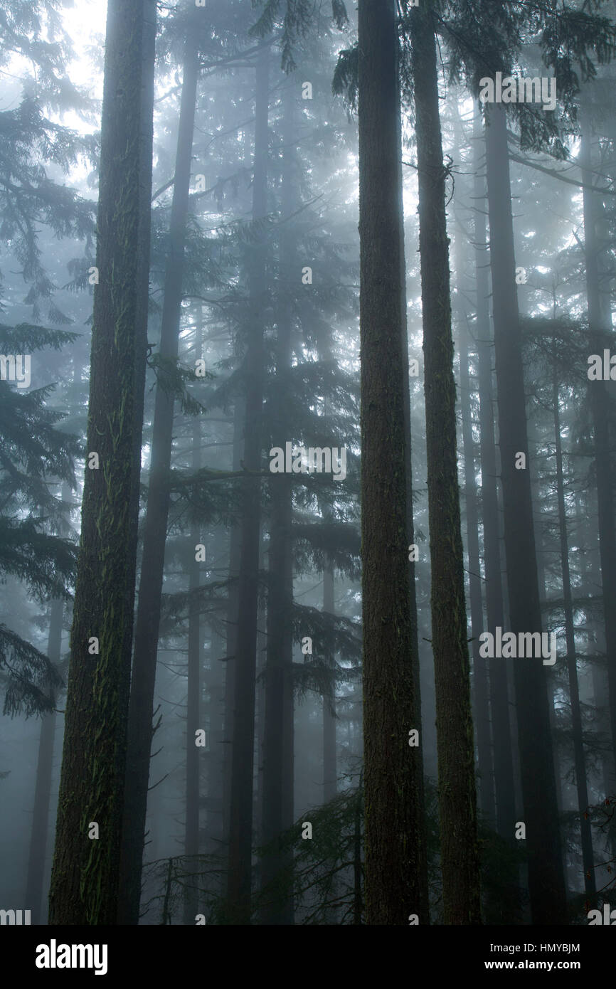 La foresta nella nebbia sulla Spencer Butte Vertice sentiero principale, Spencer Butte Park, Eugene, Oregon Foto Stock