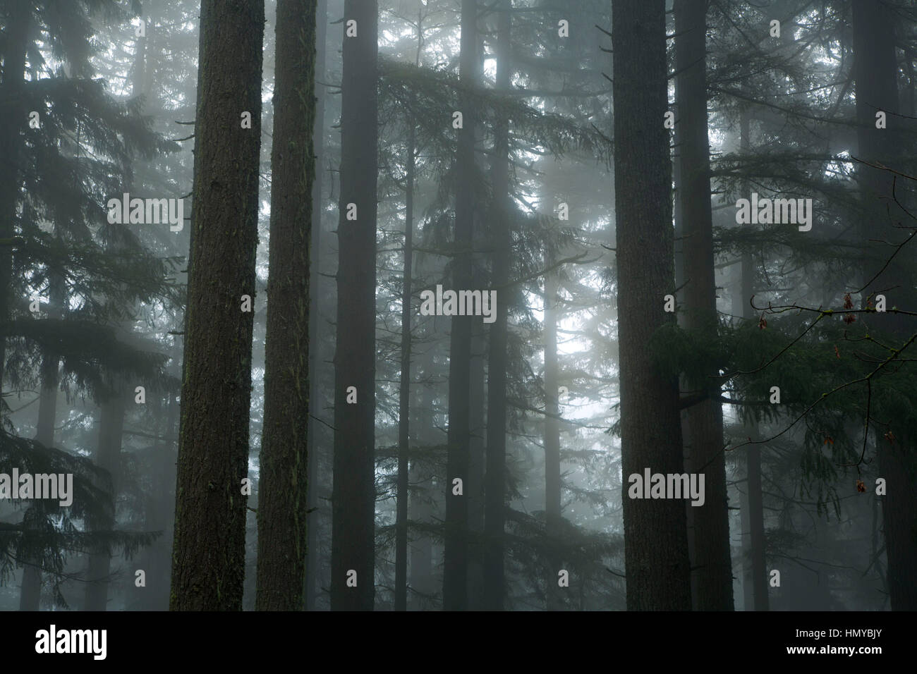 La foresta nella nebbia sulla Spencer Butte Vertice sentiero principale, Spencer Butte Park, Eugene, Oregon Foto Stock