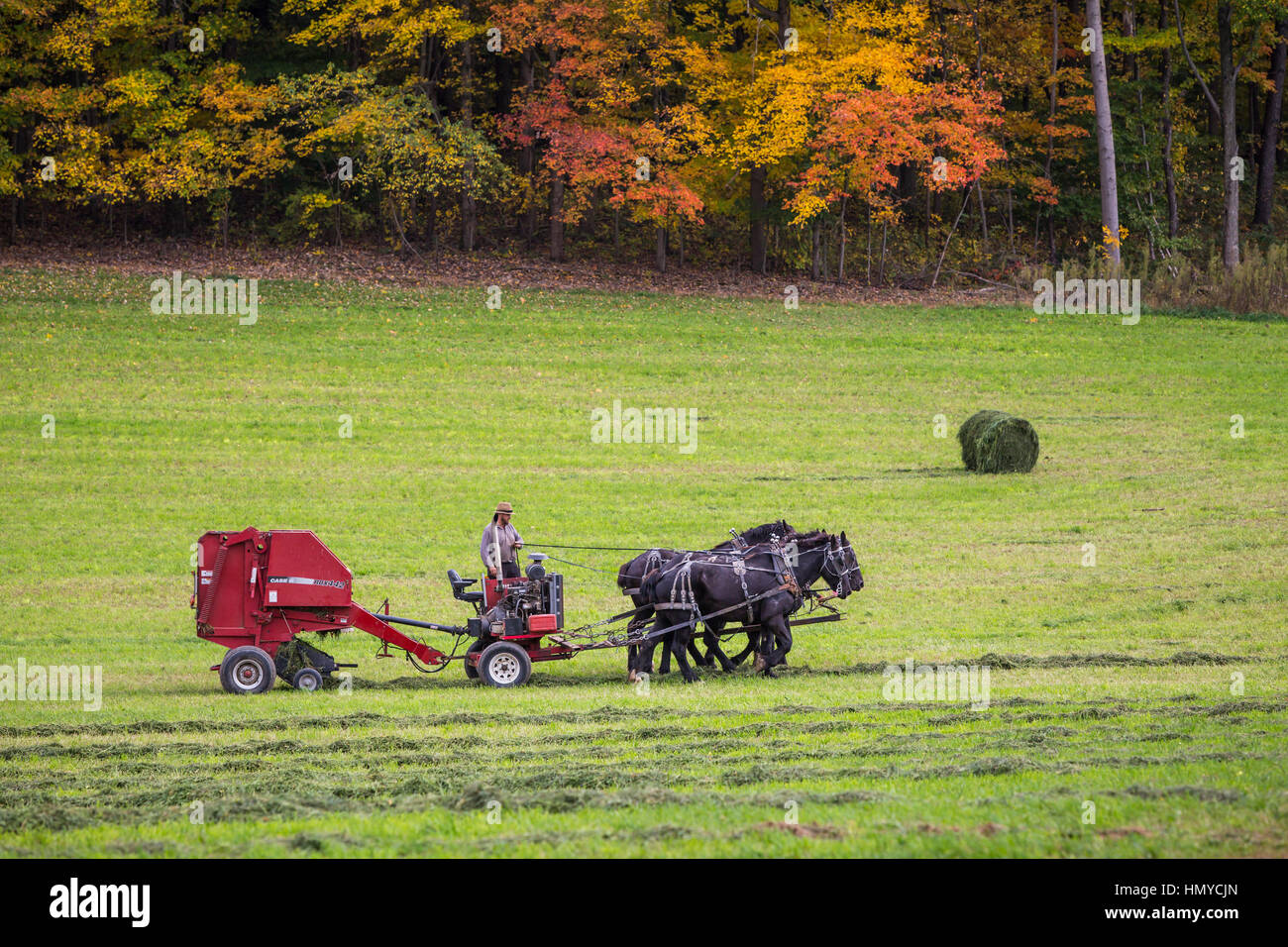 Amish cavallo e attrezzi agricoli sul campo nei pressi di Berlino, Ohio, Stati Uniti d'America. Foto Stock