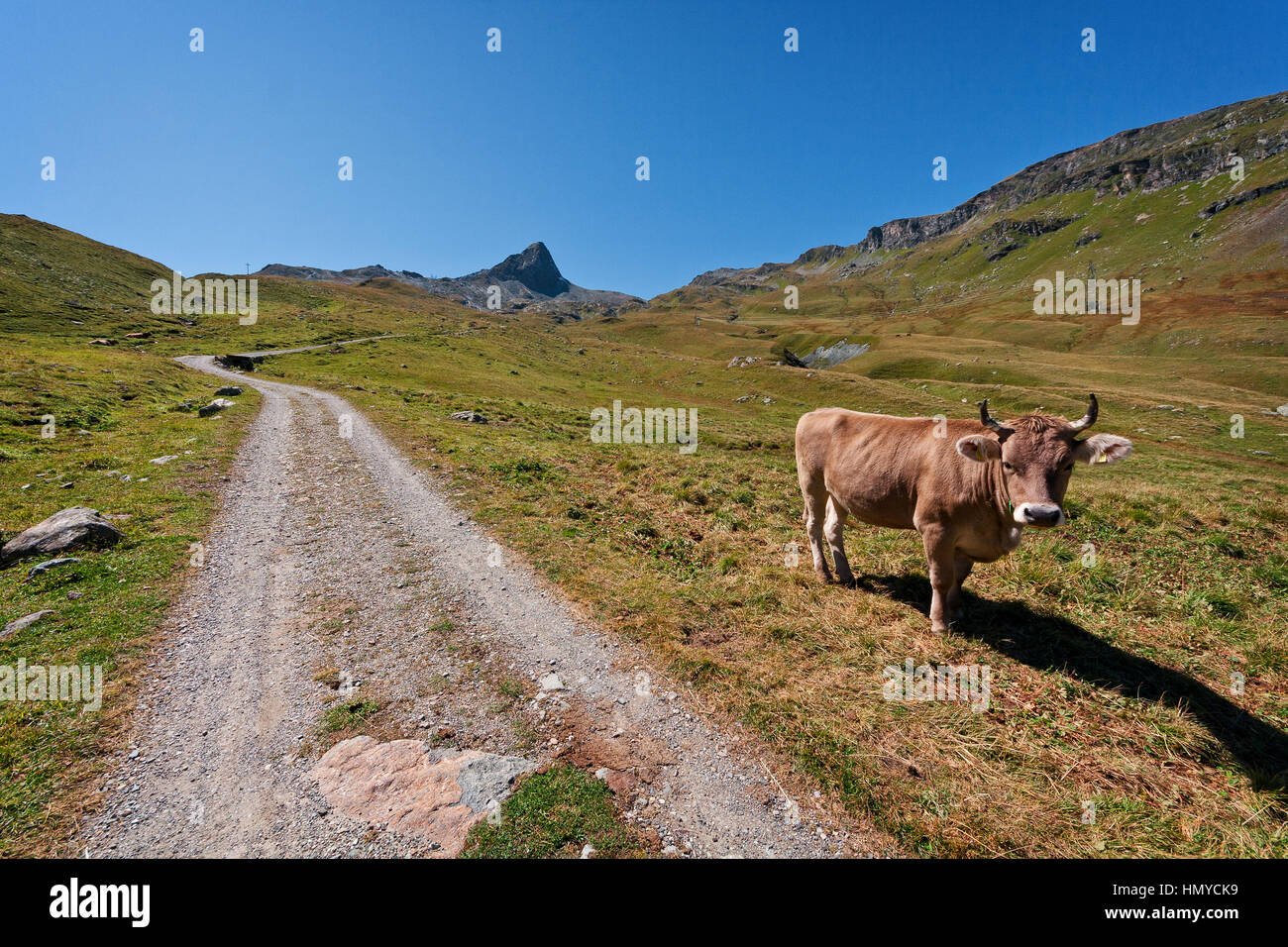 Il viaggio di San Colombano - Passo di Settimerna e una mucca Foto Stock