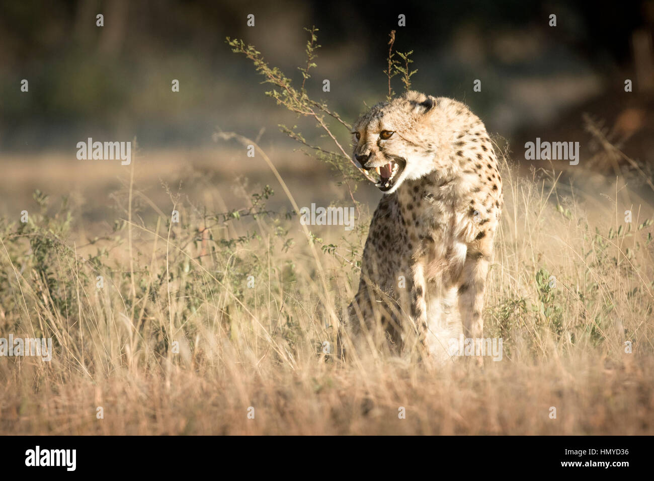 Cheetah ululano Foto Stock